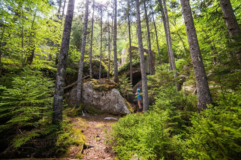 Woman in a stand of tall fir trees taking picture in Acadia National Park, Bar Harbor, Maine