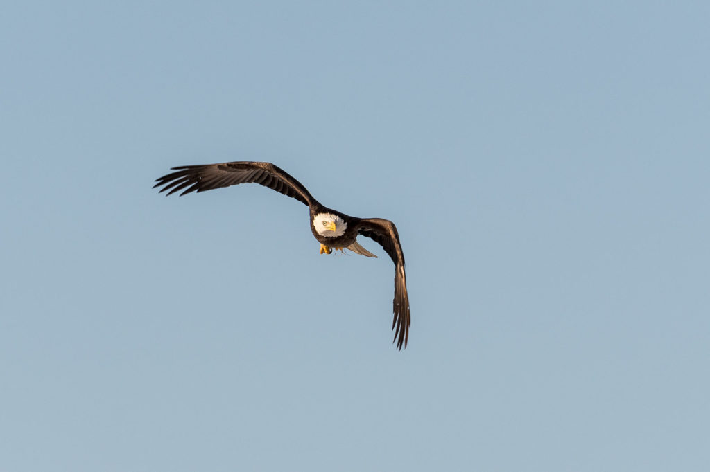 Photo of a single bald eagle soaring against blue sky