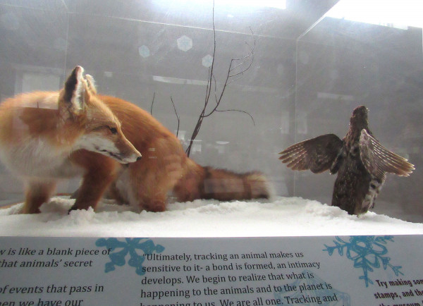 Photo of a fox exhibit att the Dorr Museum, Bar Harbor Maine