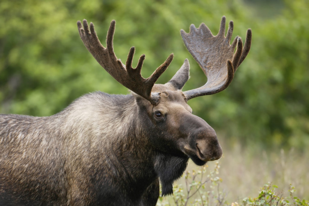 Photo of a Moose. An animal not found on Mount Desert Island.